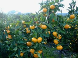 紀州有田みかん こつぶちゃん 約5kg SSサイズ［SL47］ 303446_CG90023