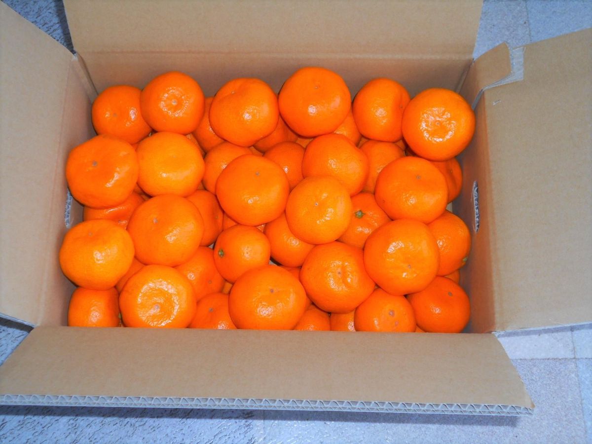 紀州有田みかん 秀品 約5kg サイズおまかせ(L・M・S)いずれかお届け[SL48] 303446_CG90024