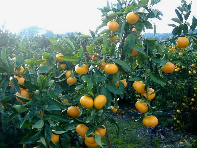 紀州有田みかん 秀品 約5kg サイズおまかせ（Ｌ・M・S）いずれかお届け［SL48］ 303446_CG90024