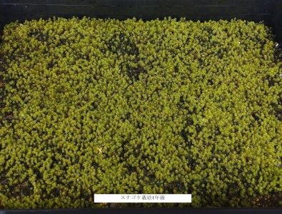 【北海道・東北地方・沖縄・離島　配送不可】スナゴケ栽培キット1セット