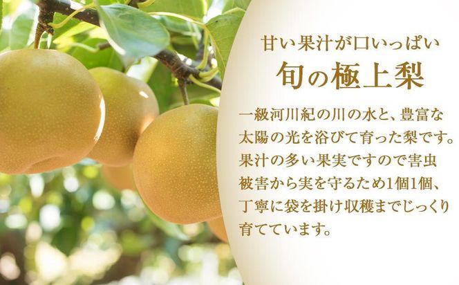 先行予約 旬の梨 極上 秀品（中玉～大玉）6～8個入り 【2025年8月末頃～9月中旬頃発送】【KG23】 303446_XM90023