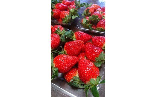 知る人ぞ知る「いちごの名産地」愛知県津島市 生産歴70年の実力とこだわり かとう農園「ゆめのか」いちご2パック【令和8年1月以降順次発送】