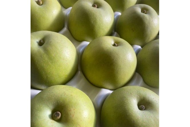 【先行予約／数量限定100】廿世紀梨　5kg（2026年9月上旬～発送）　FK00014