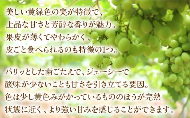 【2026年8月中旬～発送】シャインマスカット 2kg（3房～5房） / フルーツ ぶどう ブドウ 産地直送 / 南島原市 / 長崎県農産品流通合同会社[SCB084]