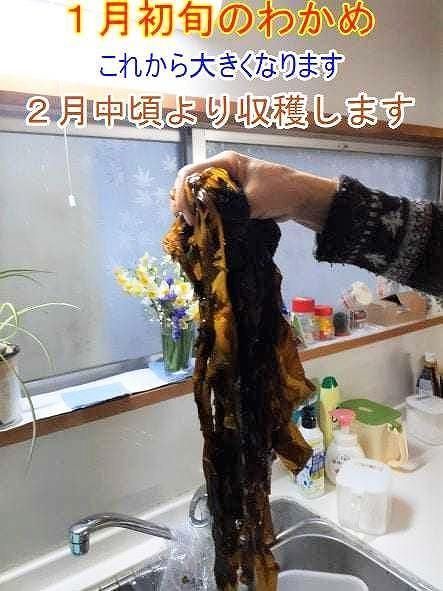 紀州衣奈産乾燥わかめ 約150g×5パック（2027年産） ［SL46］ 303446_CG90027