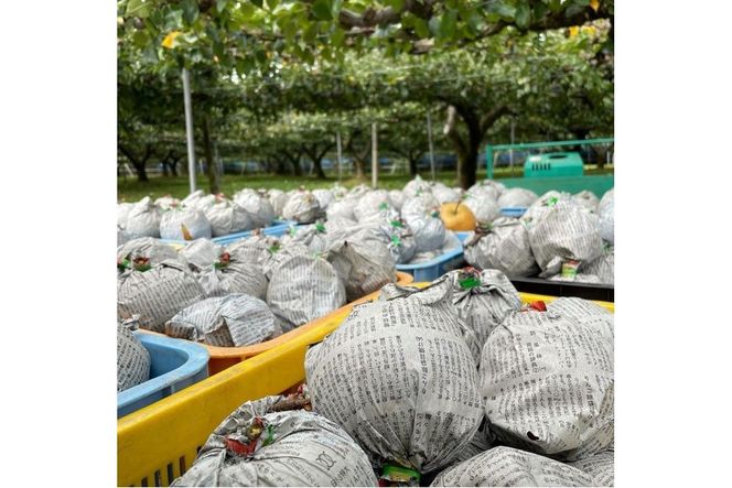 【先行予約／数量限定100】新興梨　5kg（2026年10月中旬～発送）　国産 なし ナシ 梨 2025フルーツ ふるーつ 果物 くだもの 農家応援 生産者応援 FK00024