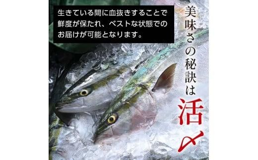 北海道 天然ぶり刺身3kg（250g ×12パック） 魚 海産物 魚介 魚介類 知床 しれとこ 羅臼 らうす 北海道 世界自然遺産 送料無料 人気 ブランド 天然 ブリ 鰤 刺身 海産 生産者 支援 応援 016942_AA010