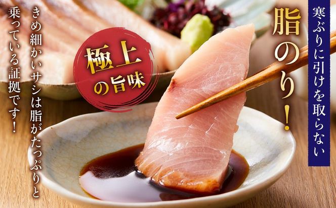 【2026年1月発送】北海道 知床羅臼産 天然ぶり刺身 2kg (250g×8パック) 魚 海産物 魚介 魚介類 ブリ 鰤 刺身 ご飯のお供 冷凍 生産者 支援 応援 016942_AA069VC01