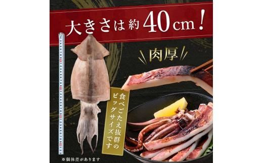 知床羅臼産 するめいかの一夜干し4枚セット（1枚250g前後） 生産者 支援 応援 016942_AE052