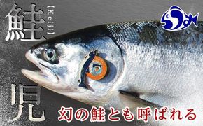 知床羅臼産 幻の鮭児 1.7kg 生産者 支援 応援 016942_AH101