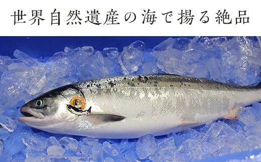 知床羅臼産 幻の鮭児 1.7kg 生産者 支援 応援 016942_AH101