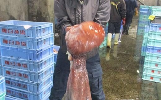 こんなでっかいタコみたことない(ボイル足1本) 北海道 海産物 魚介類 魚介 生産者 支援 応援 016942_AH211