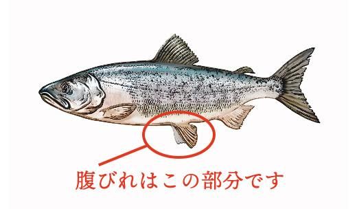 北海道産 秋鮭 【訳あり】 腹ビレ(ハラス) 1kg 生産者 支援 応援 016942_AP002