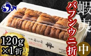 【先行予約】北海道知床羅臼産 天然エゾバフンうに（中）折うに  120g×1枚　2025年1月中旬から発送 016942_BY008