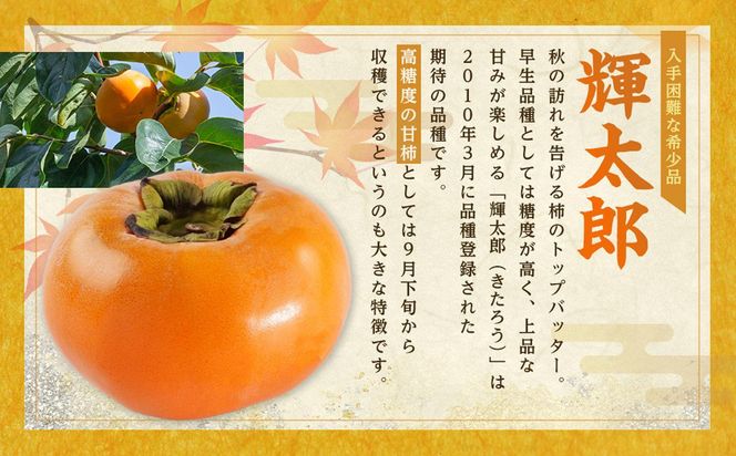 希少な柿［輝太郎］大玉6個～7個 コクのある甘さ！こだわり農家厳選［2026年9月末から10月末頃順次発送］［KG24］ 303446_XM90024