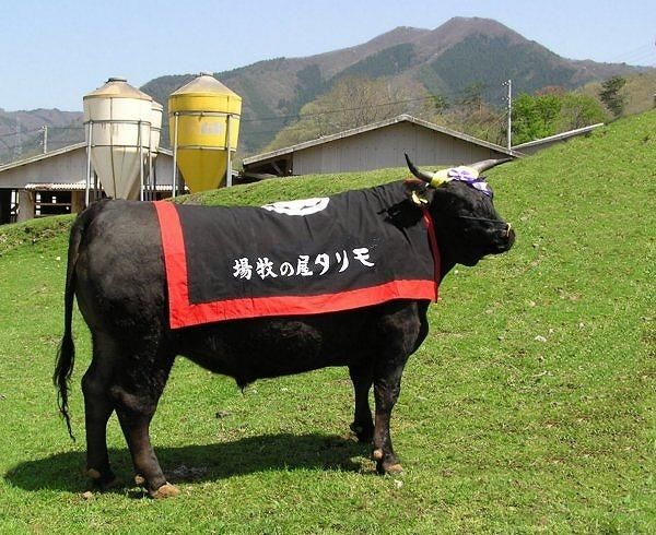 【京都モリタ屋】京都肉肩ロースすき焼き用 500g［ 京都 老舗 肉 肩ロース 人気 おすすめ グルメ おいしい 高級 ブランド ブランド牛 和牛 国産牛 料理 ステーキ すき焼き しゃぶしゃぶ 焼肉 ］ 261009_A-AK019