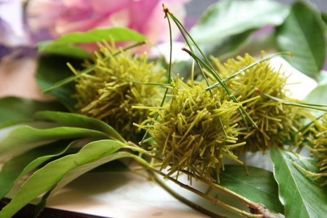 【閑臥庵】京懐石普茶料理 紫膳  ペアランチお食事券［ 京都 京料理 食事 ランチ 人気 おすすめ 老舗 グルメ チケット 割引 ］ 261009_A-EZ003