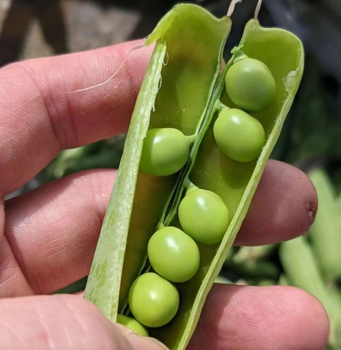 【おが和】【昼】おまかせコースお食事券2名様分（ぐるなびセレクション） 261009_A-NB110