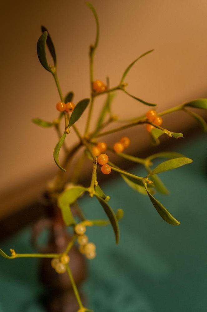 【香道 三品大枝流】香道のお手前体験（120分） 261009_A-PQ001