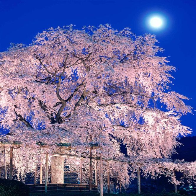 【マルナカ商事】京都スカーフ 「祗園しだれ桜  ～円山公園～」 1枚 261009_A-QC002