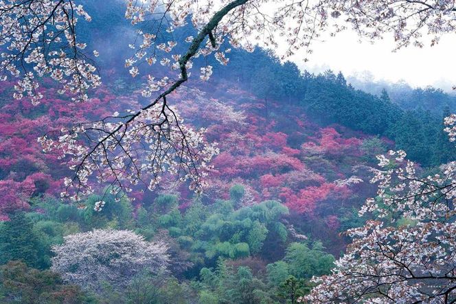 【マルナカ商事】京都スカーフ 「高雄 ～桜～」1枚 261009_A-QC003