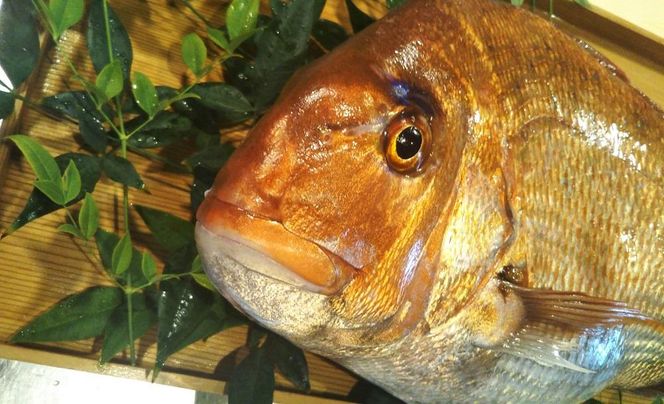 【日月房 旦】汐鯛めしキット 三合(３～４名用) 261009_A-QH002