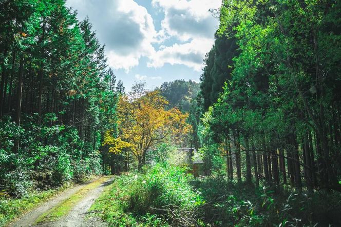 【夢びと】京都祭コインcomo 20.000円分 261009_A-TB004