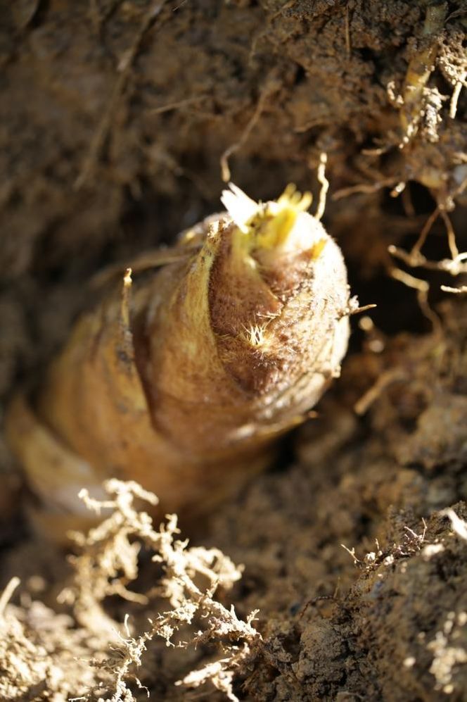 予約受付【筍農家】京都産 朝堀り 湯がき たけのこ優秀品1KG(3-5本)皮なし [ 京都 筍専門店 たけのこ 朝掘り直送 新鮮 人気 おすすめ おいしい タケノコ 季節限定 お取り寄せ 通販 送料無料 ふるさと納税 ] 261009_B-MF07
