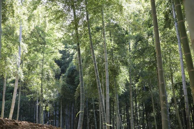 予約受付【筍農家】京都産 朝堀り 湯がき たけのこ優秀品1KG(3-5本)皮なし [ 京都 筍専門店 たけのこ 朝掘り直送 新鮮 人気 おすすめ おいしい タケノコ 季節限定 お取り寄せ 通販 送料無料 ふるさと納税 ] 261009_B-MF07