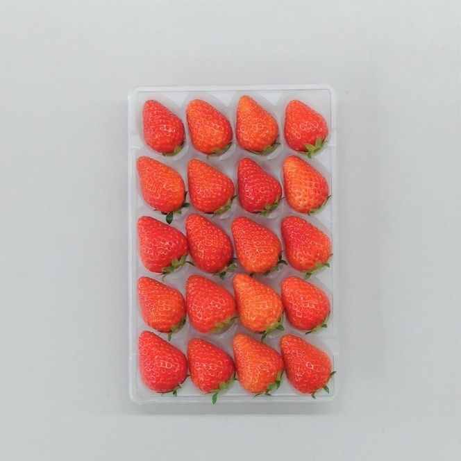 ＜予約受付＞【オーガニックnico】おふくわけいちご　＜京都洛西大原野産　有機JAS認定＞ 261009_B-SR01