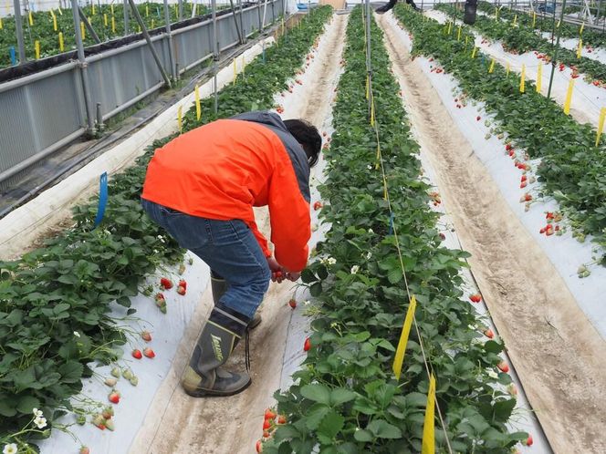 ＜予約受付＞【オーガニックnico】おふくわけいちご　＜京都洛西大原野産　有機JAS認定＞ 261009_B-SR01