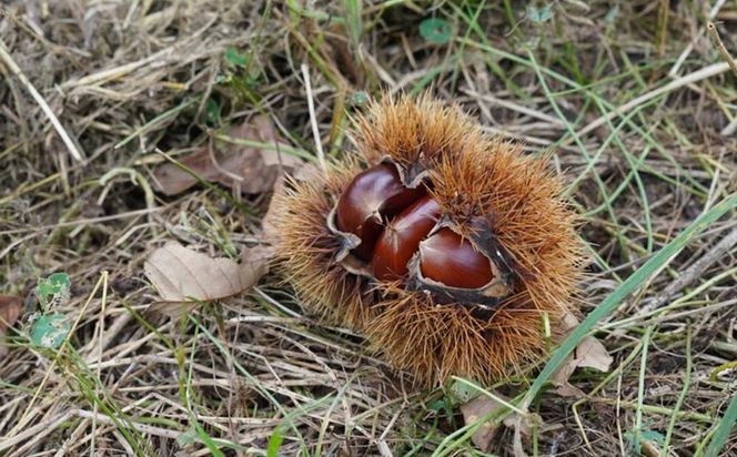【SHUKA/種菓】SHUKA丹波栗［ 京都 種を愉しむ スイーツ 人気 おすすめ お菓子 菓子 丹波 栗 お取り寄せ 通販 送料無料 ふるさと納税 ］ 261009_B-UL05