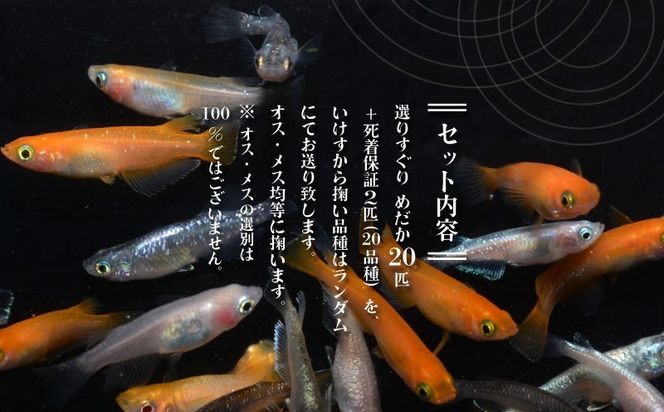 GM001 選りすぐり”めだか20匹＋(死着保証2匹）