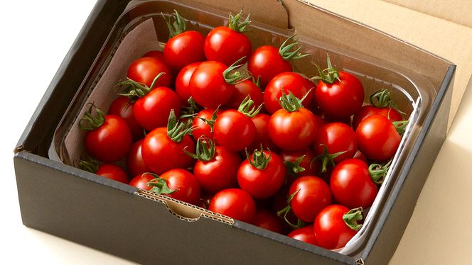 フルーツミニトマト 約1kg 【1月10日発送開始】 ミニトマト とまと リコピン フルーツトマト 野菜 [AY07-NT]