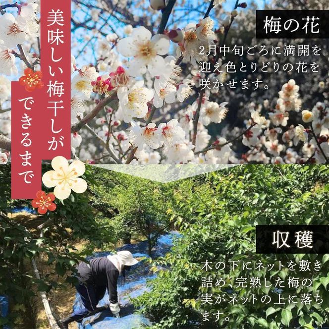 紀州南高梅使用 しそ仕込み完熟梅干し 無選別 約800g 塩分 約10％ [TM196] 303446_XH92247