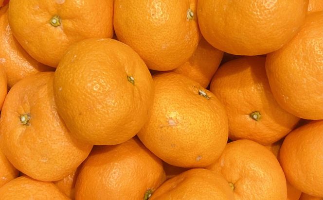 [秀品]和歌山有田みかん約4kg(2Lサイズ) ★2025年11月中旬頃より順次発送［TM199］ 303446_XH92124