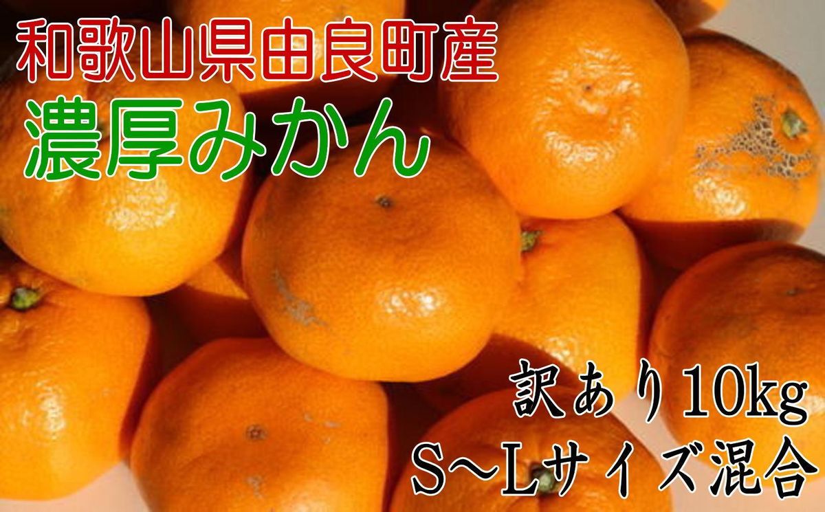 [訳あり・ご家庭用] 和歌山由良町産のみかん 約10kg サイズ混合 [TM201] 303446_XH92250