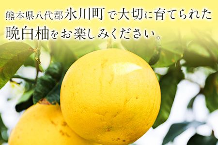 山本果樹園の晩白柚 2玉（Lサイズ） 《12月中旬-3月中旬頃出荷予定》果物 フルーツ ザボン 熊本 特産品---sh_ymmtbanpe_q123_24_13000_l2t---