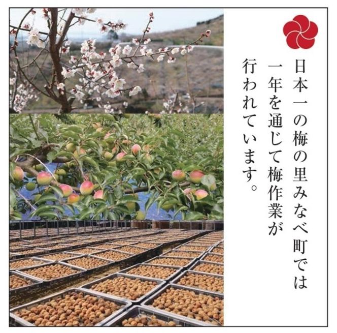 梅の里からの正月飾り「門梅」［R］ [AJ1] 303446_DY90001