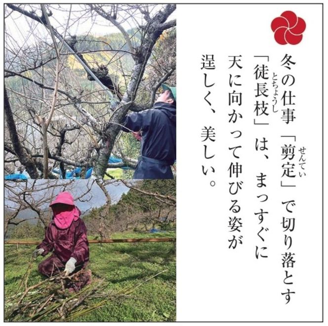 梅の里からの正月飾り「門梅」［R］ [AJ1] 303446_DY90001