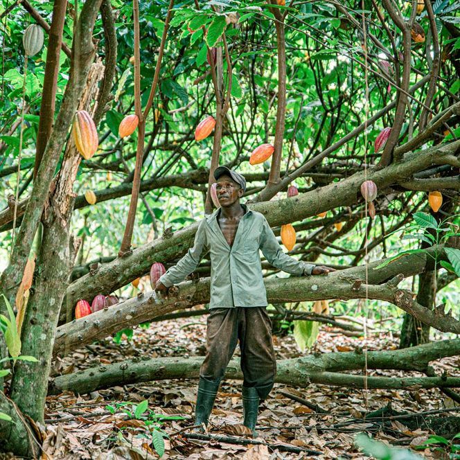 【Premarché  Cacaolate Lab】国際コンテスト入賞店の手づくりチョコレート カカオレートペタル全6種 ［ 京都 ショコラ ブランド プレマルシェ 花びら型チョコ 人気 おすすめ おしゃれ チョコレート カカオ お菓子 スイーツ いちご 木苺 抹茶 ミント 柚子 紅茶 ギフト プレゼント お取り寄せ 通販 送料無料 ふるさと納税 ］ 261009_A-UA008