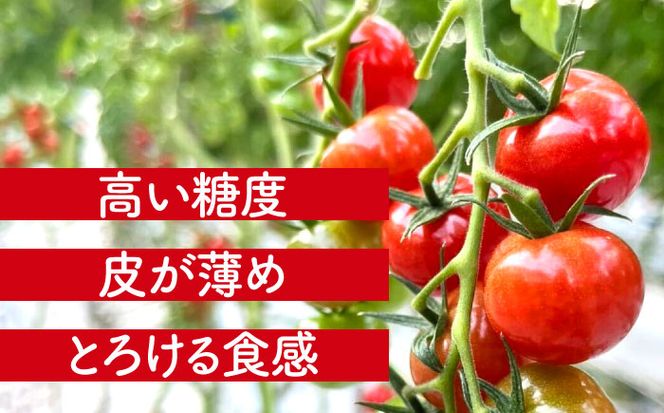 【先行予約】　ミニトマト(プチぷよ)800g　トマト　野菜　新鮮　期間限定トマト　愛西市/株式会社石原農園[AEBG007]