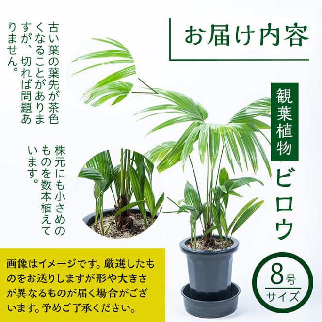 【数量限定】観葉植物 ビロウ ８号サイズ b2-024