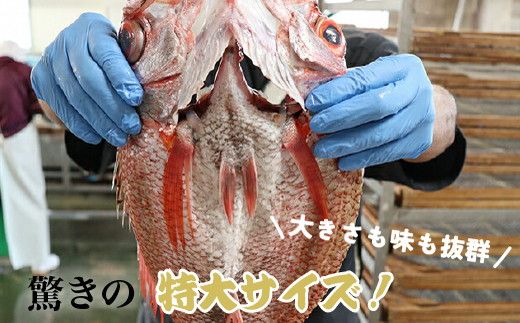 【極】日本海産のどぐろ開き　800ｇ級×1尾  富山 魚津 浜浦水産
