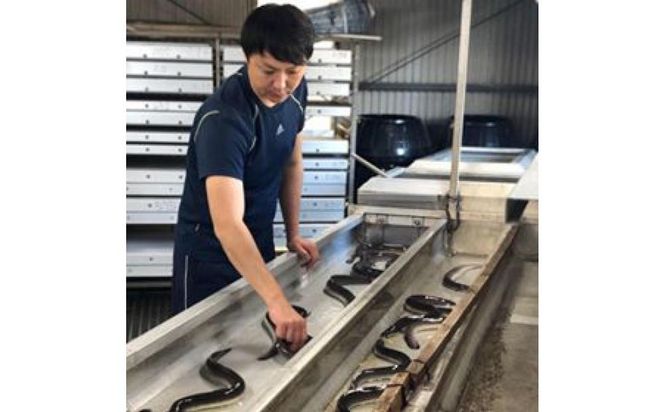 横山桂一さんのS級鰻　大20尾（3Kｇ） 464686_AW018