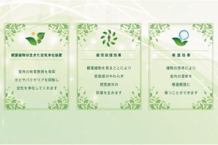 オリジナルアレンジ観葉植物　Mサイズ【寄せ植え インテリア リビング 室内 グリーン 植物 癒し リフレッシュ】 (H086105)