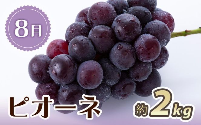 【7・8・10月 全3回】紀州和歌山産旬のフルーツセット（桃・ピオーネ・ひらたねなし柿）定期便 【魚鶴商店】【UT67】 303446_XF91136