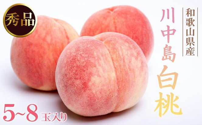 和歌山県産 川中島白桃 5～8玉入り 秀品 先行予約［2027年7月下旬以降発送］［MG7］ 303446_AB96012