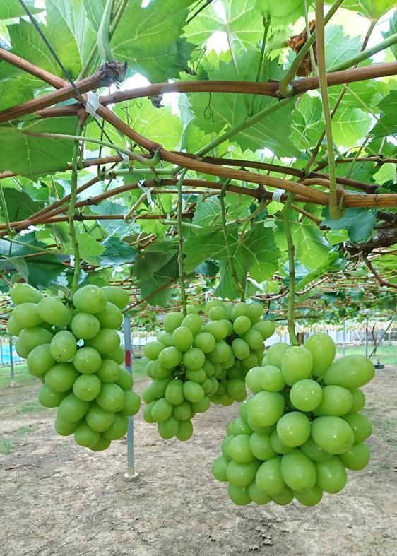 シャインマスカット 1房（600g以上）［2026年8月中旬以降出荷］［MG24］ 303446_AB96113