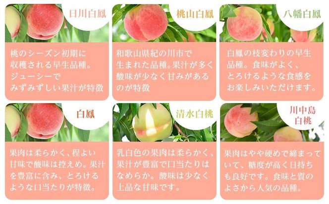 和歌山県産 旬 の 桃 5～6玉入り 秀品【2026年6月下旬より順次発送】［MG33］ 303446_AB96137